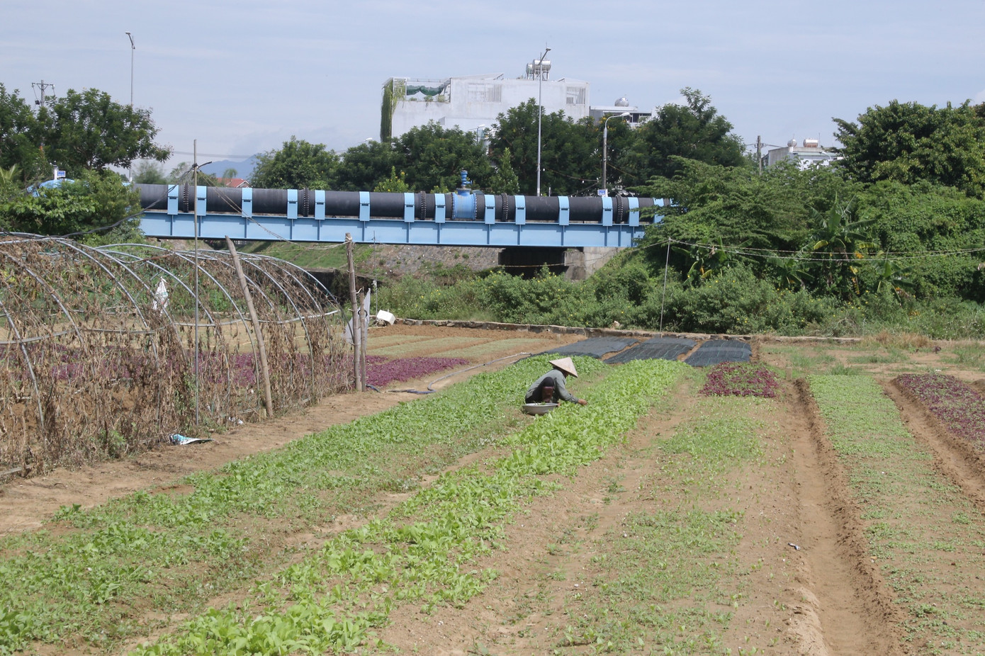 Một số hộ dân cố gắng xuống giống nhưng cây rau phát triển chậm, năng suất thấp vì thiếu nước tưới. Một số hộ dân cố gắng xuống giống nhưng cây rau phát triển chậm, năng suất thấp vì thiếu nước tưới.