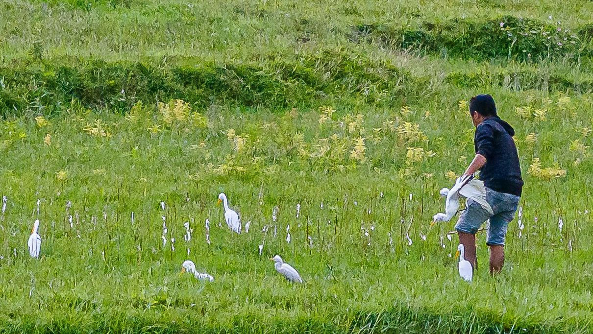 Một thợ săn đi bắt những con chim trời đã bị dính bẫy ở cánh đồng Trương Định. Một thợ săn đi bắt những con chim trời đã bị dính bẫy ở cánh đồng Trương Định.