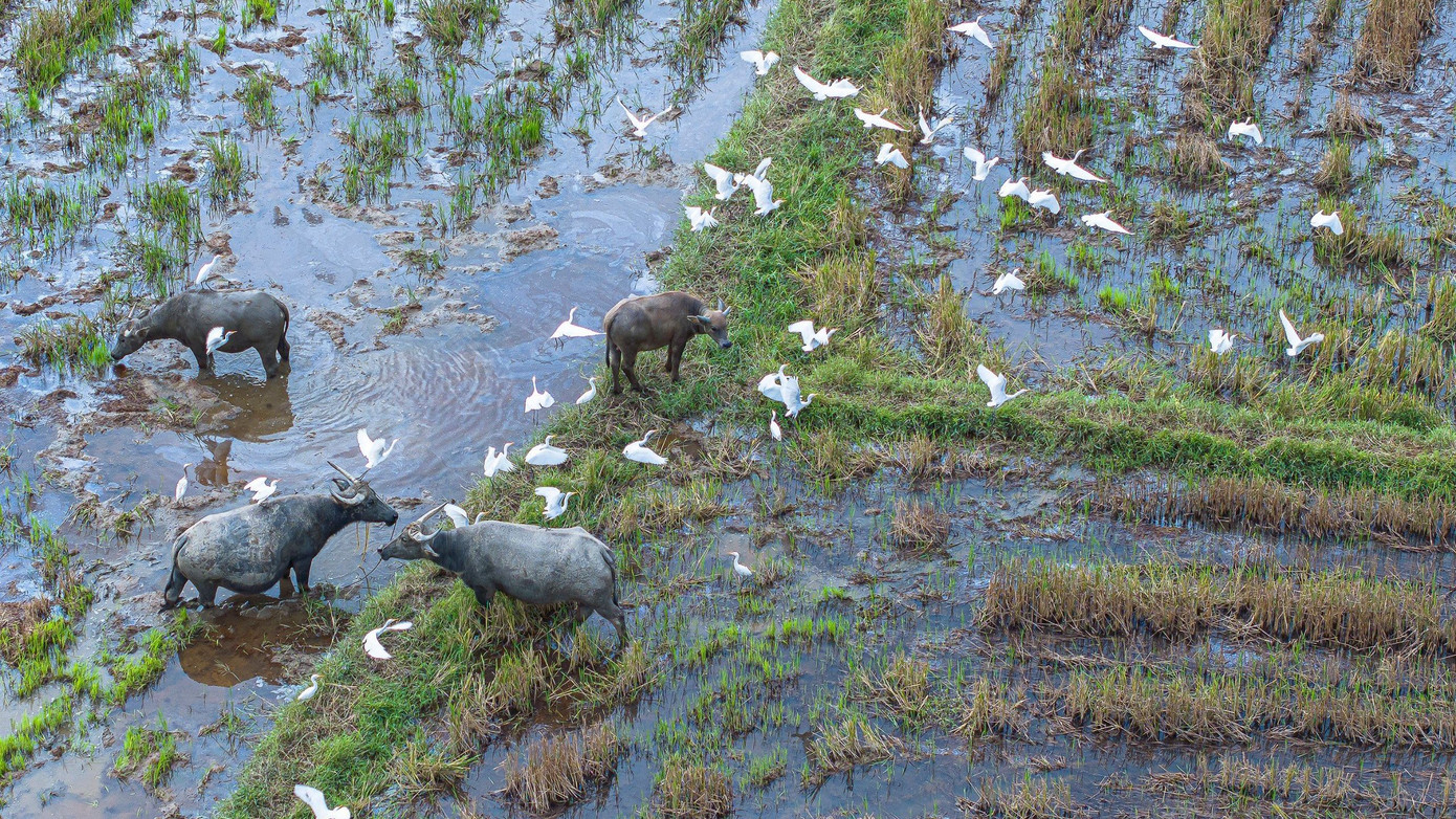 Bẫy chim trời khắp cánh đồng ở thôn Trương Định, xã hòa Liên (Hòa Vang, TP Đà Nẵng). (Ảnh: Kim Liên). Bẫy chim trời khắp cánh đồng ở thôn Trương Định, xã hòa Liên (Hòa Vang, TP Đà Nẵng). (Ảnh: Kim Liên).