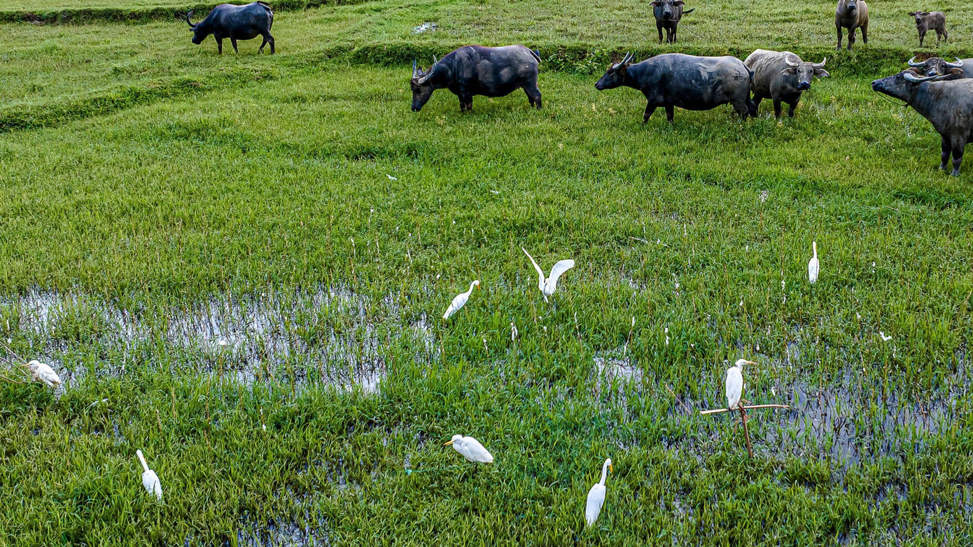 Bẫy chim trời khắp cánh đồng ở thôn Trương Định, xã hòa Liên (Hòa Vang, TP Đà Nẵng). (Ảnh: Kim Liên). Bẫy chim trời khắp cánh đồng ở thôn Trương Định, xã hòa Liên (Hòa Vang, TP Đà Nẵng). (Ảnh: Kim Liên).