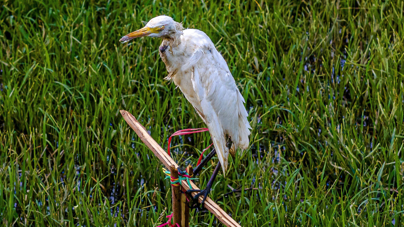 Một con cò mồi còn sống nhưng bị khâu mắt, cột chân đứng trên thanh tre chữ T trên đồng. (Ảnh: Kim Liên) Một con cò mồi còn sống nhưng bị khâu mắt, cột chân đứng trên thanh tre chữ T trên đồng. (Ảnh: Kim Liên)