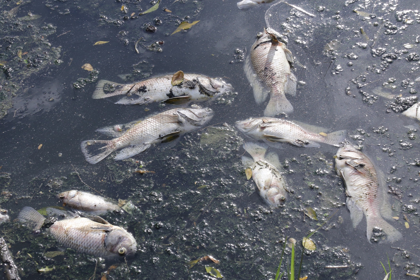 Cá chết trăng kênh Đa Cô, bốc mùi hôi nồng nặc.