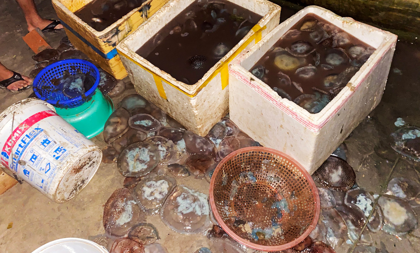 Những thùng chứa đầy sứa sau khi đánh bắt và sơ chế.