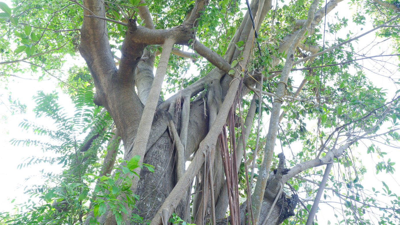 Những cây cổ thụ hàng trăm năm tuổi ở rừng Trung Sơn. Những cây cổ thụ hàng trăm năm tuổi ở rừng Trung Sơn.