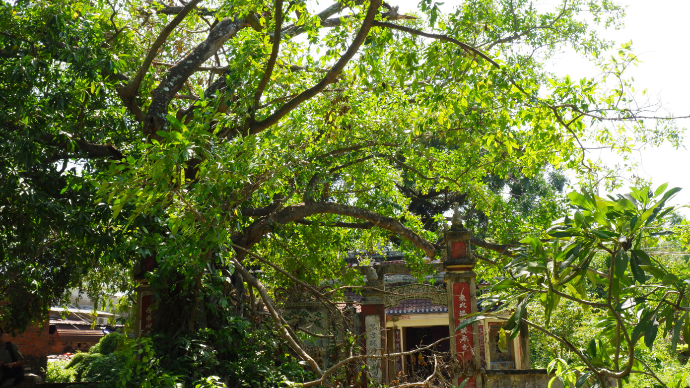 Những cây cổ thụ hàng trăm năm tuổi ở rừng Trung Sơn. Những cây cổ thụ hàng trăm năm tuổi ở rừng Trung Sơn.