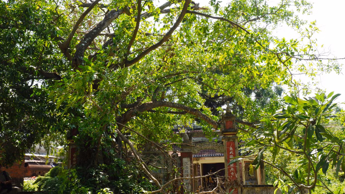Những cây cổ thụ hàng trăm năm tuổi ở rừng Trung Sơn.