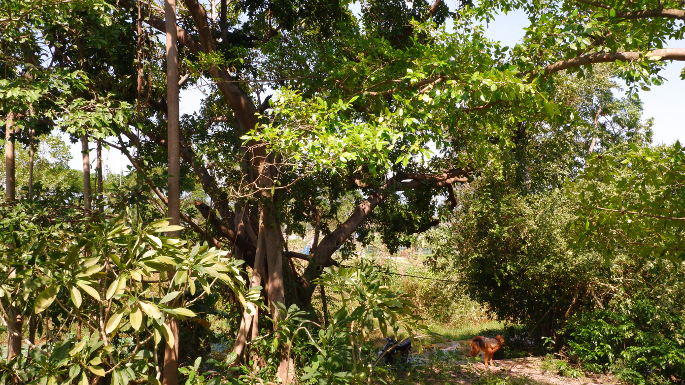 Những cây cổ thụ hàng trăm năm tuổi ở rừng Trung Sơn. Những cây cổ thụ hàng trăm năm tuổi ở rừng Trung Sơn.