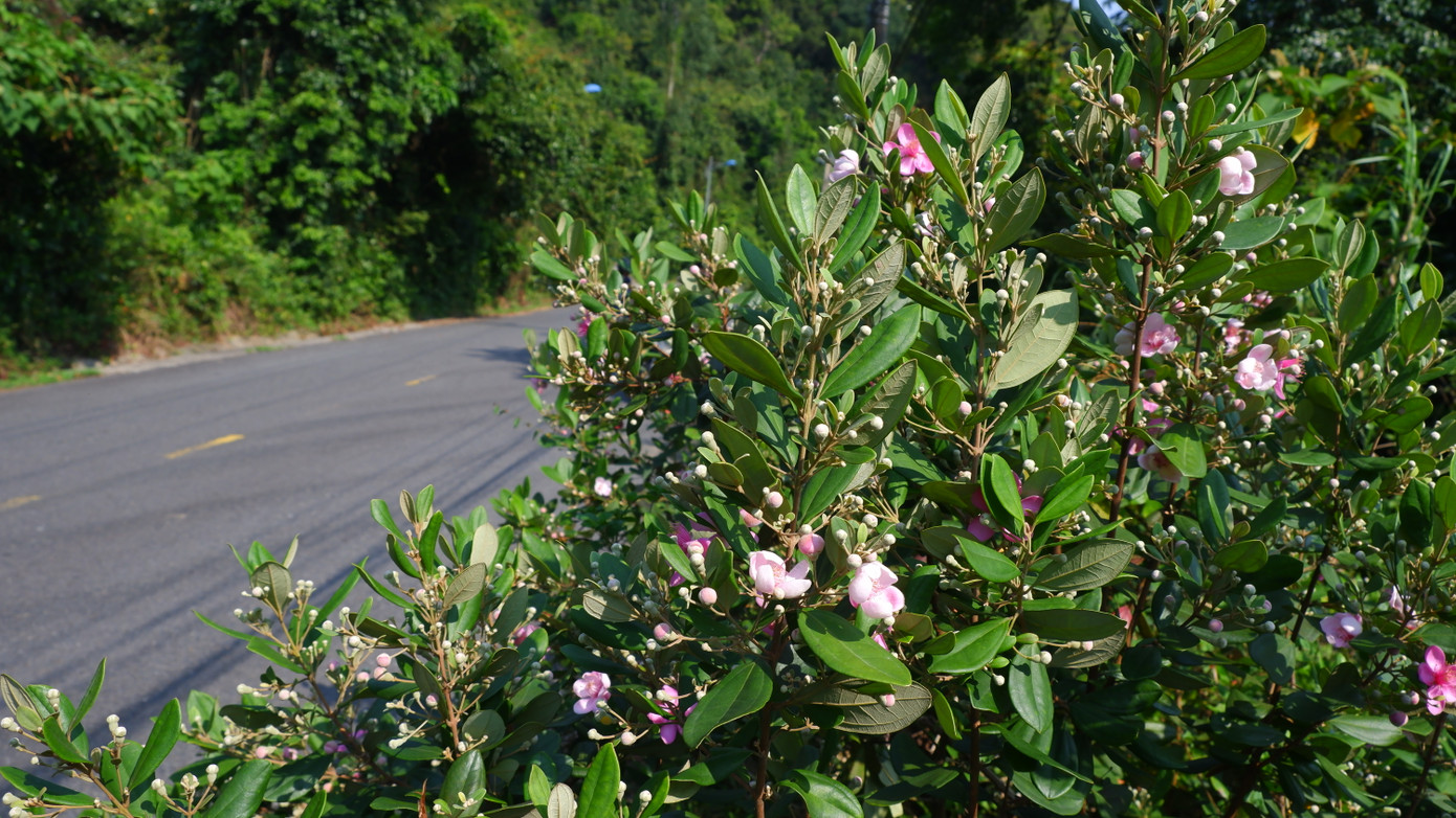 Theo chia sẻ của người dân lớn tuổi, từng có những đồi sim tự nhiên trải dài trên núi Sơn Trà, nhưng theo thời gian, sắc tím thân thuộc ấy dần thưa vắng khi loài sim dần ít đi. Nhận thấy giá trị văn hóa lẫn cảnh quan thiên nhiên đang dần mai một, từ năm 2019, Hạt Kiểm lâm liên quận Sơn Trà - Ngũ Hành Sơn đã khởi xướng kế hoạch phục hồi rừng sim tự nhiên.