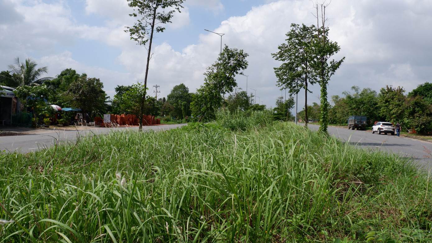 Nhiều đoạn cây chết trống trơn nhường chỗ cho cỏ dại. Trong khi những cây còn sống èo uột, lay lắt.