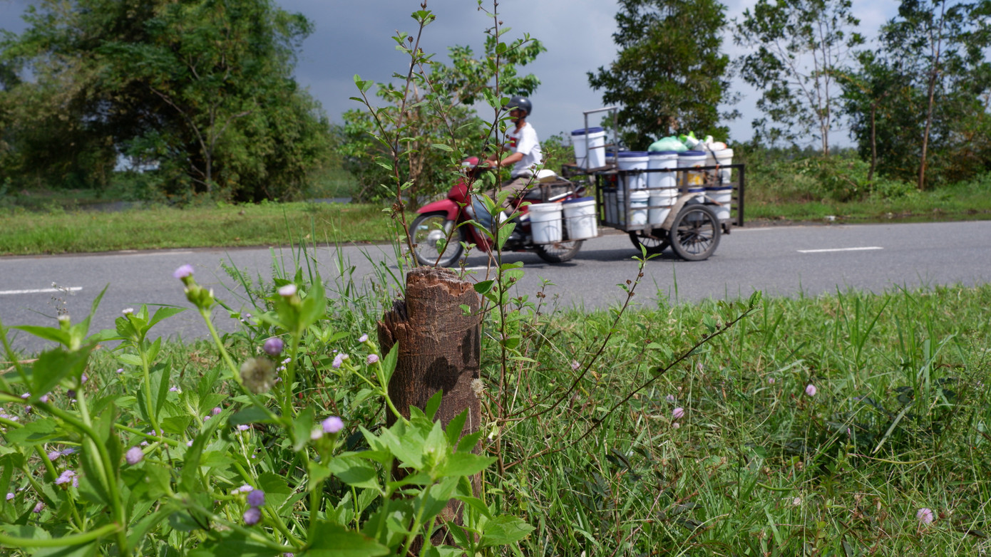 Gói thầu 7,5 tỷ trên bao gồm các hạng mục chính như: Cây xanh vỉa hè (trồng cây muồng tím với 540 cây, bằng lăng 780 cây); cây xanh trên dải phân cách - trồng cây sao đen với khối lượng 1.290 cây; cấp nước tưới cây… Vừa qua, tại chương trình &quot;Hội đồng nhân dân với cử tri&quot; tình trạng cây chết trên đường vành đai này tiếp tục được phản ánh. Lãnh đạo sở Xây dựng cho biết, cây xanh trên tuyến đường này chưa được bàn giao cho Công ty Công viên cây xanh Đà Nẵng.