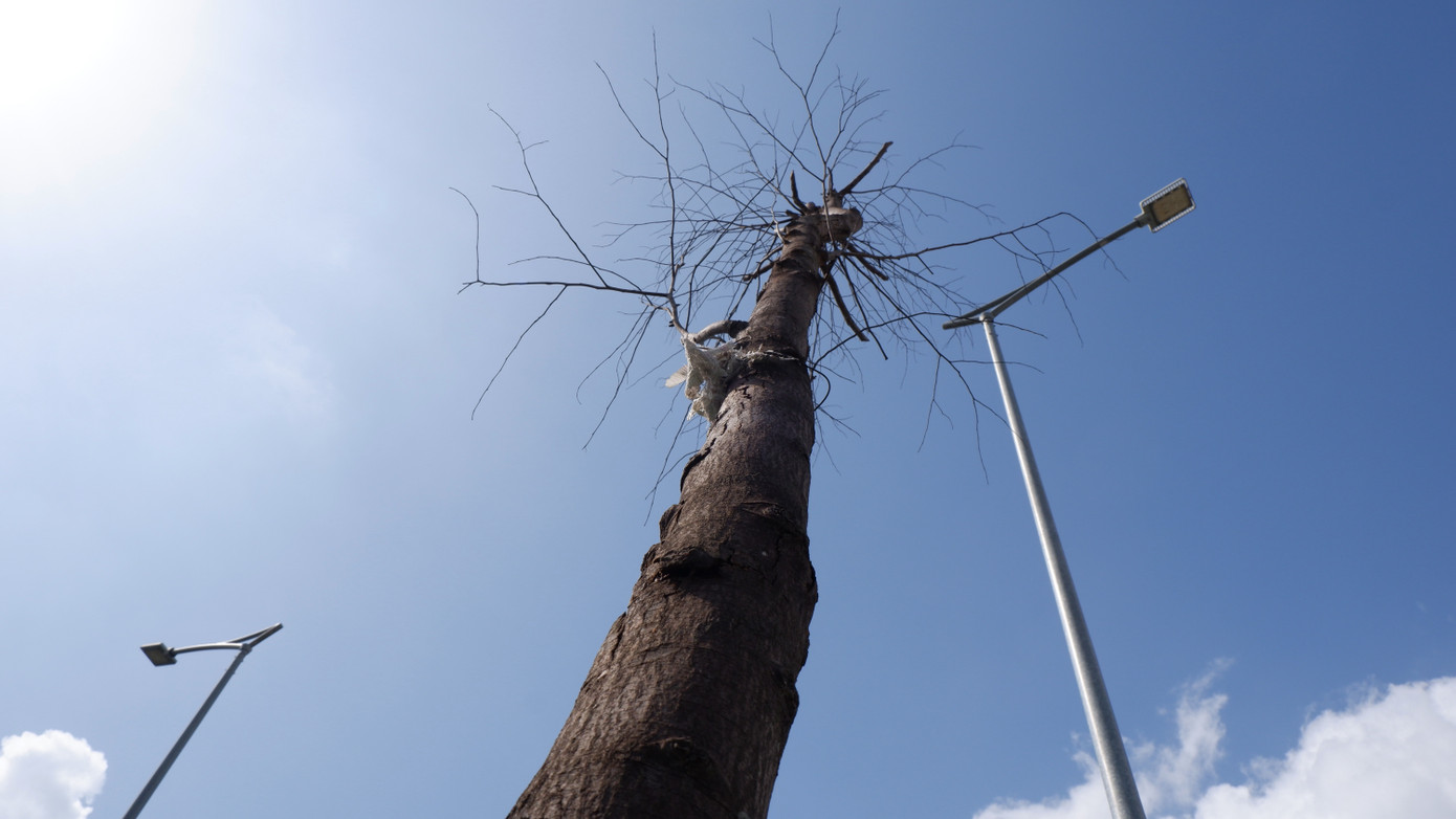 Trả lời cử tri thành phố liên quan đến cây xanh trên tuyến đường vành đai, lãnh đạo Sở Xây dựng thành phố Đà Nẵng thừa nhận tình trạng cây xanh hiện nay không được chăm sóc, chết hàng loạt đã ảnh hưởng đến mỹ quan đô thị dọc tuyến đường này.