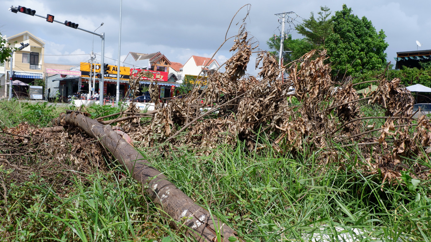 Cây xanh tại nút giao thông đoạn qua xã Hòa Tiến cây xanh đã chết gần hết, nhiều cây khô đổ gãy nằm ngổn ngang.