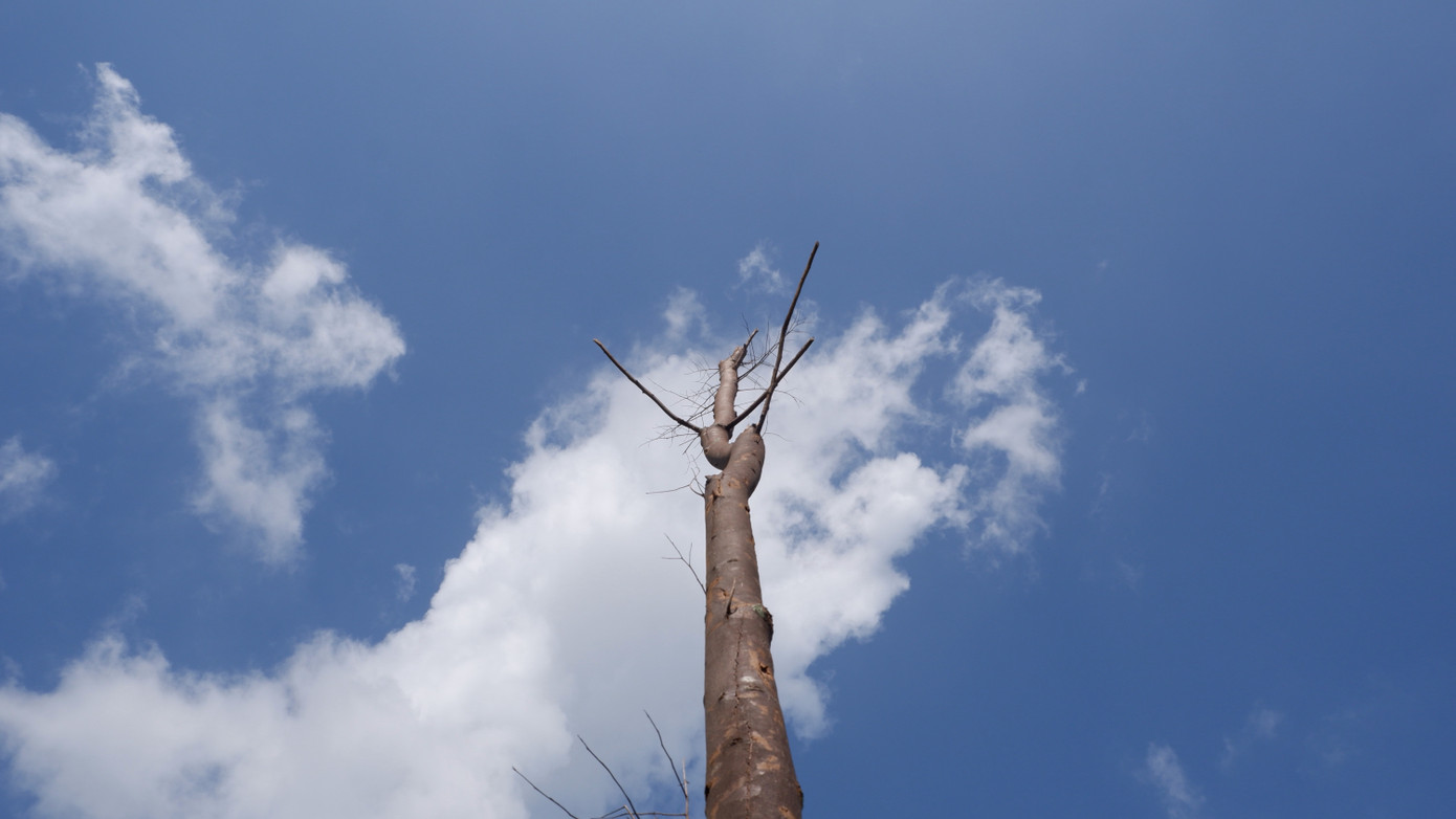 Vào năm 2019, gói thầu trồng cây xanh, cấp nước tưới cây trên tuyến đường Hòa Phước - Hòa Khương, bên mời thầu là Ban Quản lý các dự án đầu tư cơ sở hạ tầng ưu tiên Đà Nẵng, đơn vị trúng thầu là Công ty CP xây dựng và cây xanh Hà Đô, giá trúng thầu hơn 7,5 tỷ đồng. Sau thời gian ngắn nhiều cây xanh được trồng dọc dải phân cách để tạo cảnh quan, môi trường bắt đầu chết.