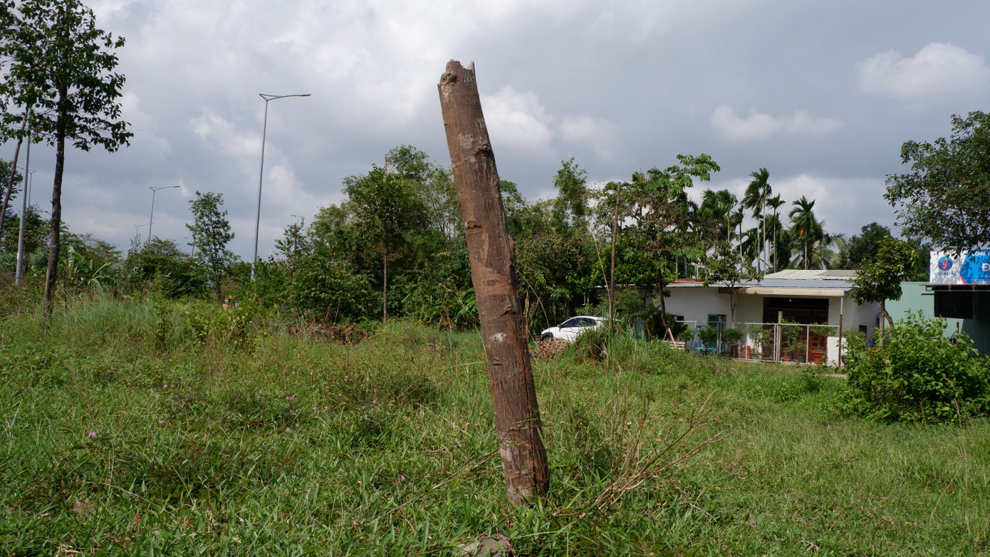 Nhiều cây chết khô, khiến người dân sống dọc tuyến đường rất bức xúc vì cây không được chăm sóc, cỏ mọc um tùm.