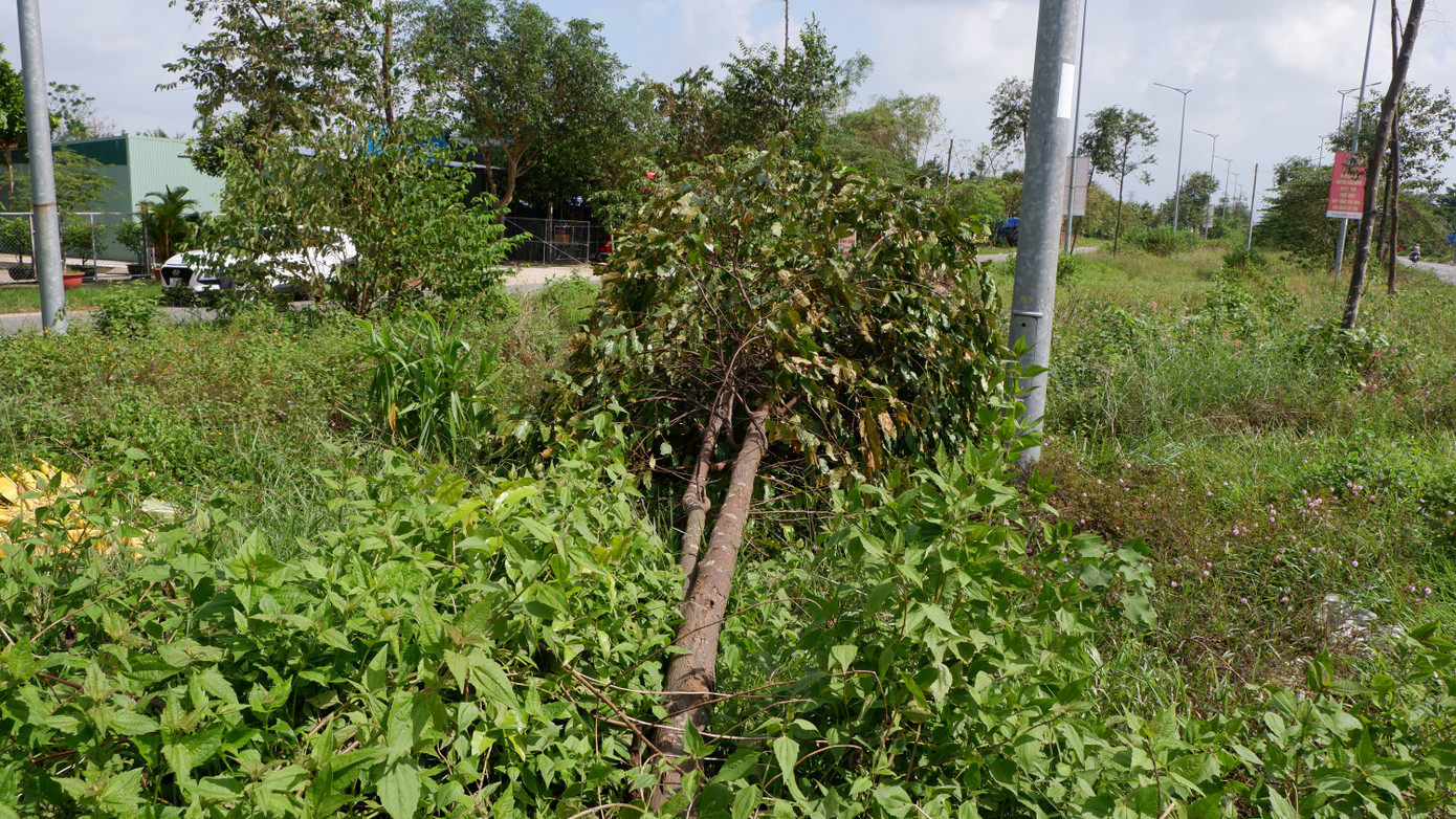 Trong khi chờ giải pháp xử lý, nhiều cây xanh trên tuyến đường này vẫn tiếp tục... đổ, gãy, chết dần.