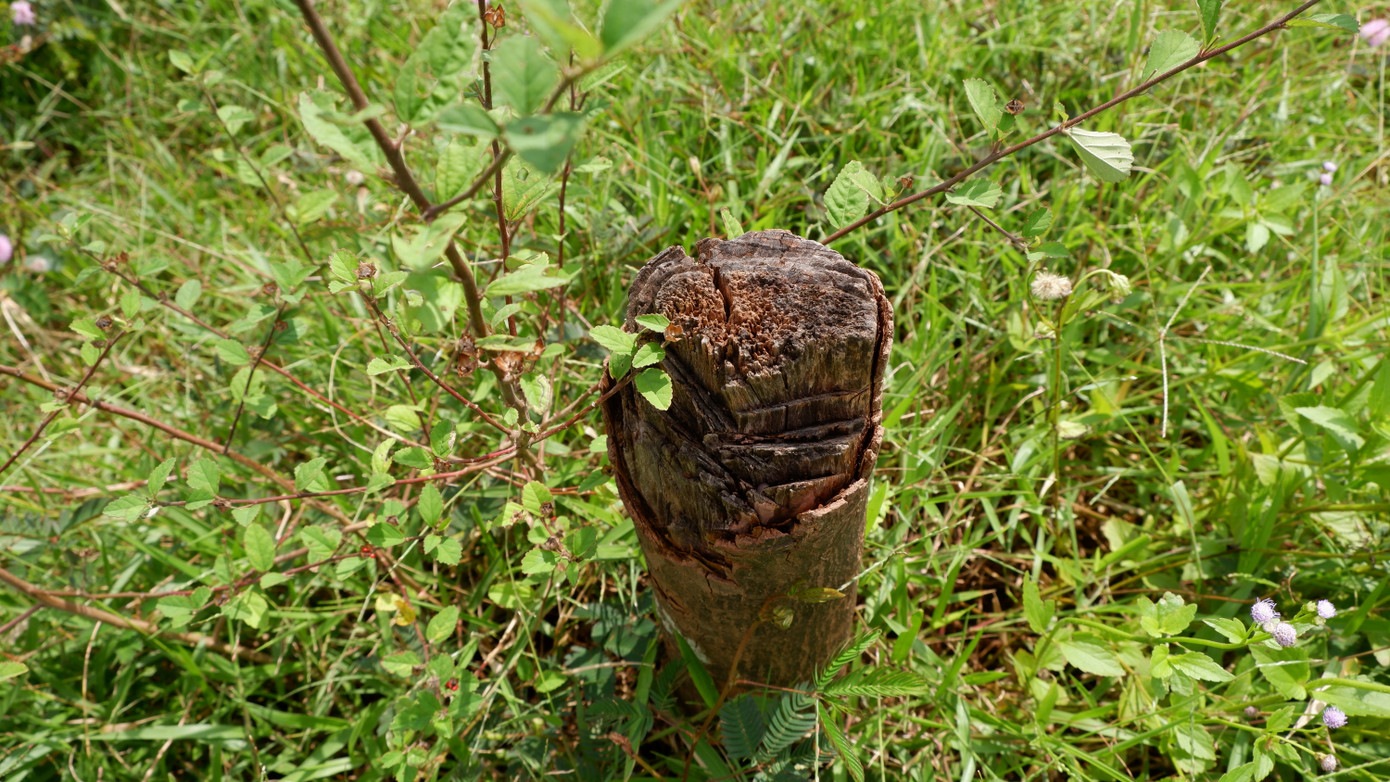 Lãnh đạo Sở Xây dựng thành phố Đà Nẵng cũng cho biết, hiện nay, gói thầu cây xanh tại dự án này chưa được nghiệm thu và bàn giao. Kiểm tra thực tế trên tuyến đường này, lãnh đạo Thành ủy Đà Nẵng cũng đã có chỉ đạo rà soát, có giải pháp chỉnh sửa, nâng cấp hệ thống cây xanh trên toàn tuyến để bàn giao cho cơ quan chức năng quản lý, chăm sóc.