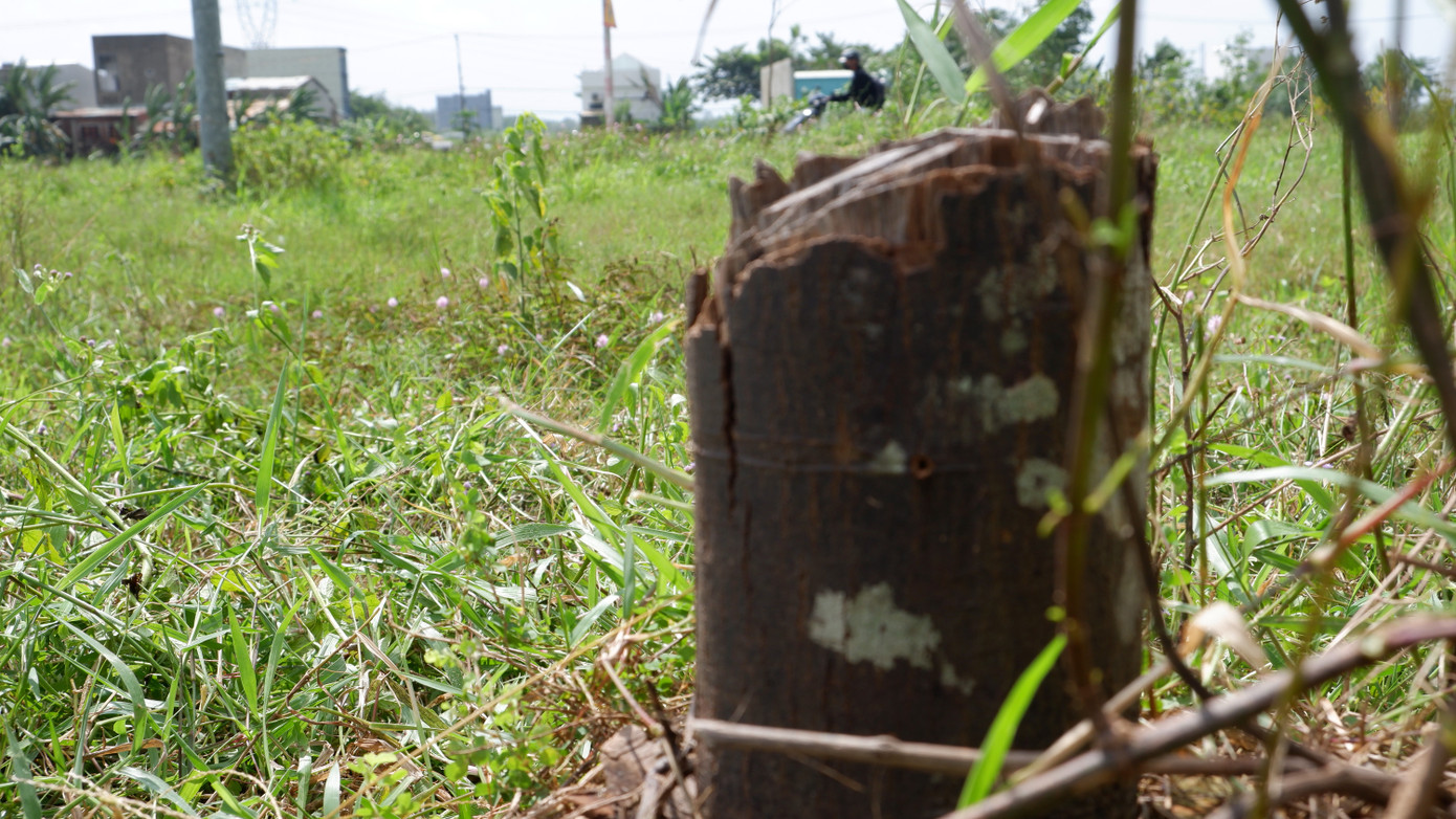 Lãnh đạo Sở Xây dựng thành phố Đà Nẵng cũng cho biết, hiện nay, gói thầu cây xanh tại dự án này chưa được nghiệm thu và bàn giao. Kiểm tra thực tế trên tuyến đường này, lãnh đạo Thành ủy Đà Nẵng cũng đã có chỉ đạo rà soát, có giải pháp chỉnh sửa, nâng cấp hệ thống cây xanh trên toàn tuyến để bàn giao cho cơ quan chức năng quản lý, chăm sóc.