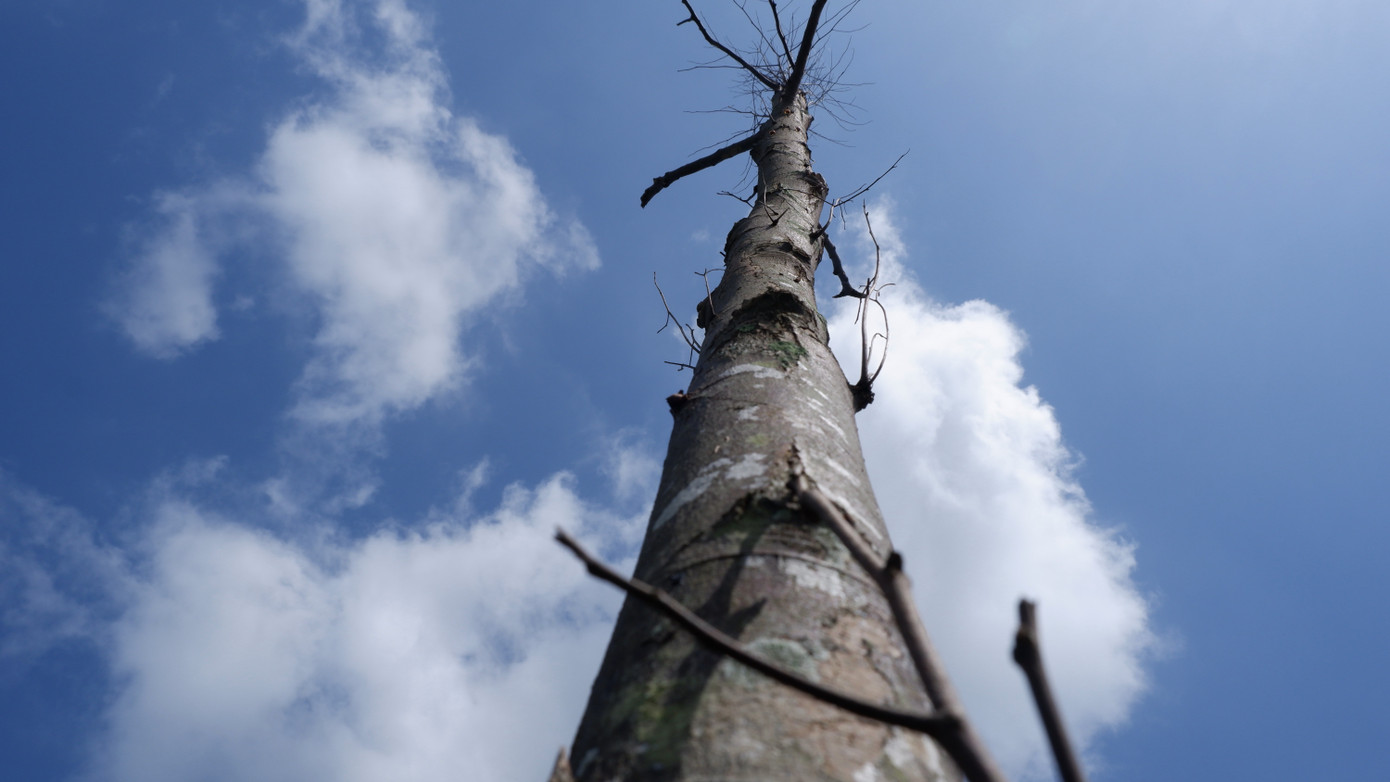 Một cây gỗ lớn chết đứng không có dấu hiệu của sự sống tại đoạn qua xã Hòa Phước. Đường vành đai phía nam là tuyến đường thuộc hợp phần 3 - các con đường chiến lược của dự án phát triển bền vững Đà Nẵng.