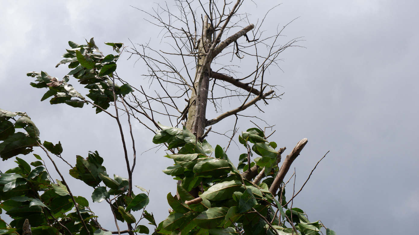 Hiện nay, các cơ quan chức năng thành phố Đà Nẵng đang phối hợp với đơn vị thi công tiến hành rà soát để có giải pháp sửa chữa, trồng thay thế cây xanh tại tuyến đường này.