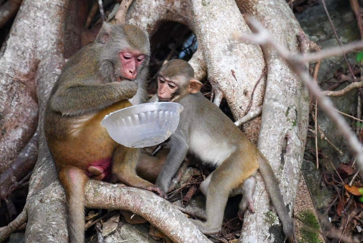 Khỉ từ núi Sơn Trà xuống bới rác tìm thức ăn ở Gềnh Bàng. (Ảnh: Duy Quốc) Khỉ từ núi Sơn Trà xuống bới rác tìm thức ăn ở Gềnh Bàng. (Ảnh: Duy Quốc)