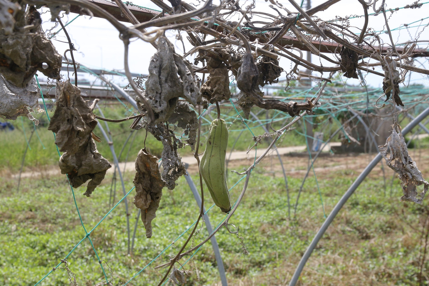 Do không có nước tưới, hoặc tưới nước nhiễm phèn kéo dài khiến nhiều diện tích rau, củ, quả ở làng rau La Hường khô héo. Do không có nước tưới, hoặc tưới nước nhiễm phèn kéo dài khiến nhiều diện tích rau, củ, quả ở làng rau La Hường khô héo.