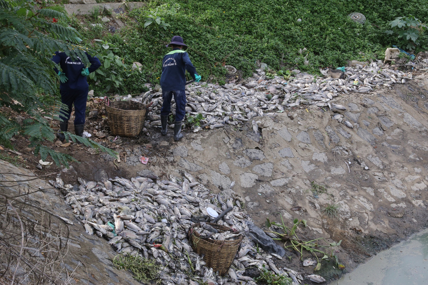 Trong ngày 13/9, hàng chục nhân viên thuộc Công ty Thoát nước và Xử lý nước thải Đà Nẵng đang tiến hành vớt và thu dọn xác cá trên kênh.