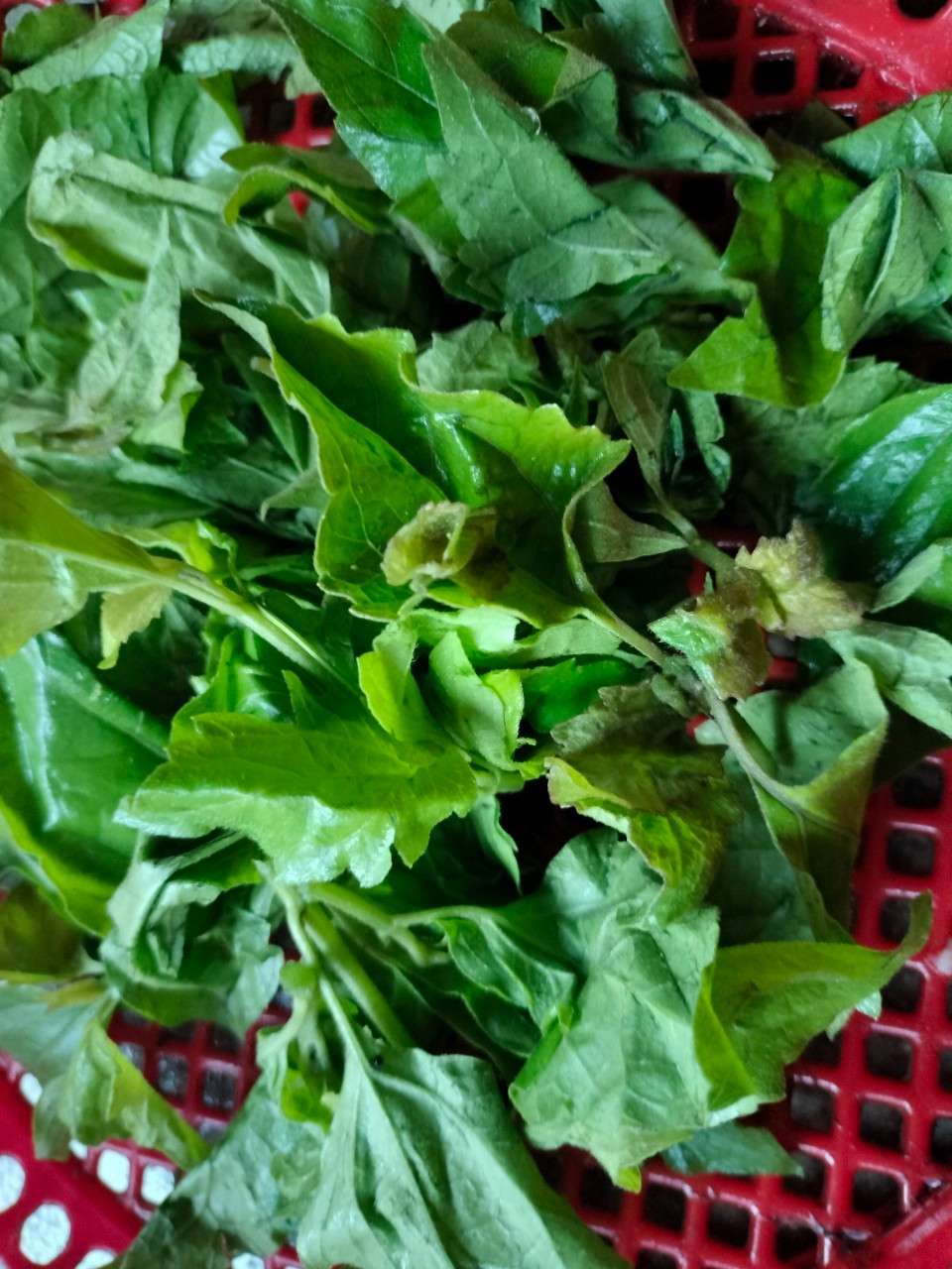 Trước khi cắt nhung, người dân sẽ hái lá cây cỏ lào (còn gọi cây cộng sản) rửa sạch, giã nhuyễn để băng bó, cầm máu vết cắt nhung cho hươu.