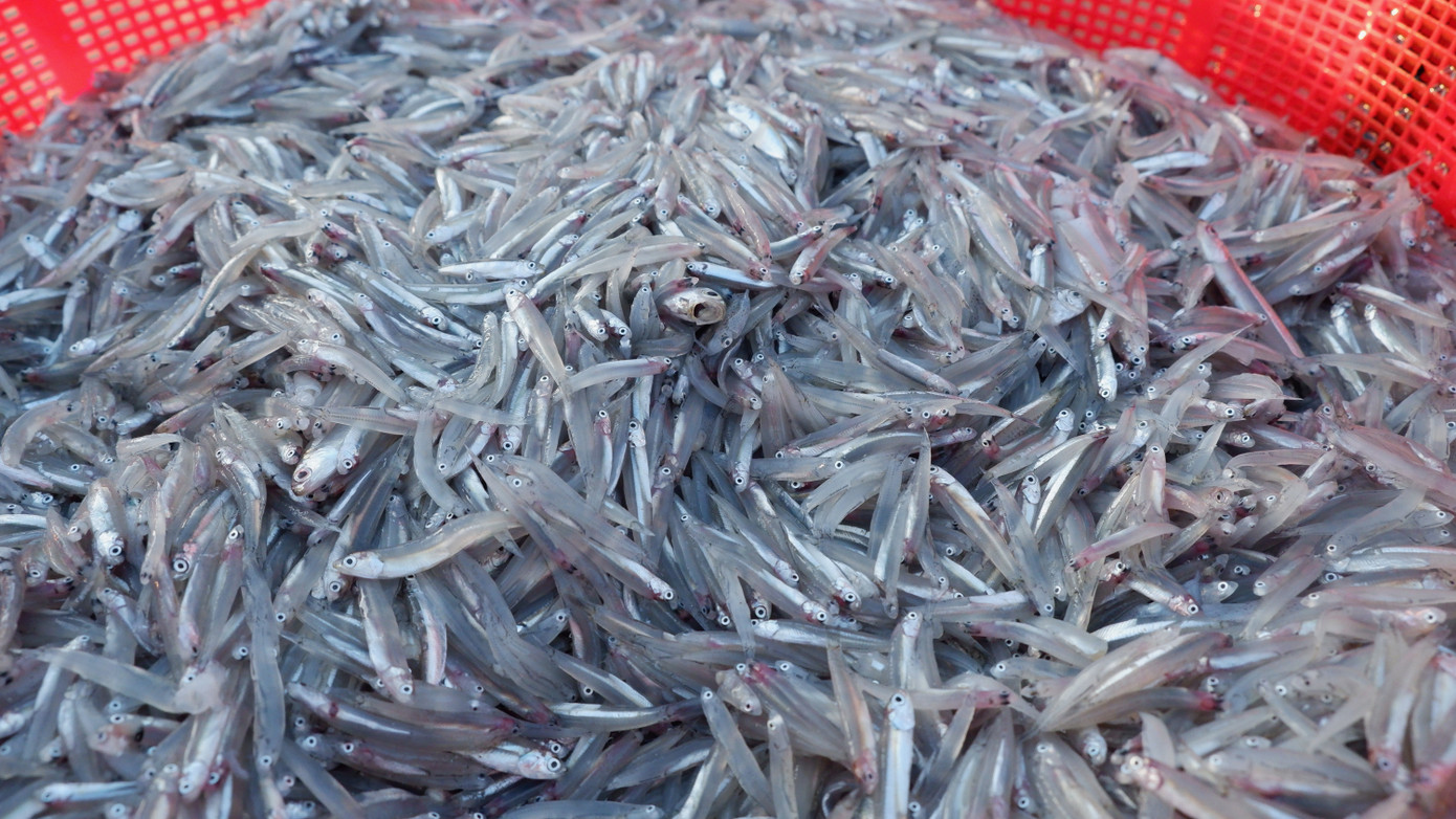 Do được đánh bắt gần bờ, nên các loại cá, mực, tôm... được bày bán ở chợ cá Mân Thái đều rất tươi ngon.