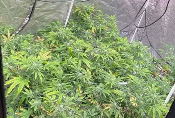 Các loại cây nghi cần sa được công an phát hiện. Các loại cây nghi cần sa được công an phát hiện.