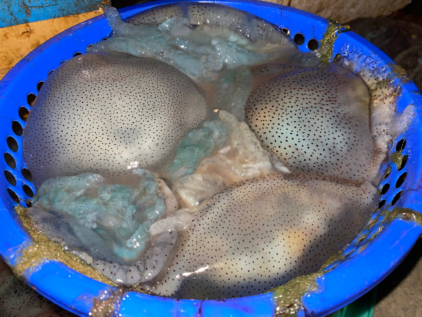 Sứa có thể chế biến được nhiều món ngon khác nhau. Trong đó, phải kể đến món nộm sứa hành tây giòn ngon, hấp dẫn.