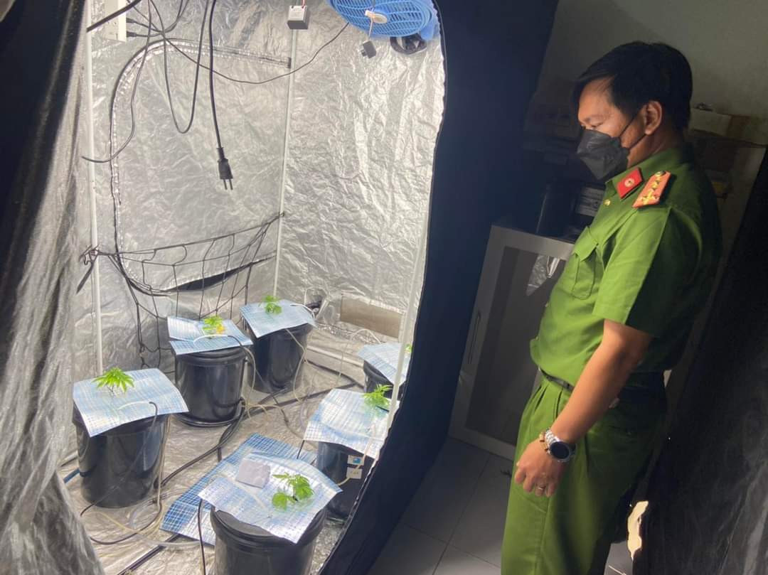 Một lồng ươm mầm cây nghi là cần sa trong căn hộ. Một lồng ươm mầm cây nghi là cần sa trong căn hộ.