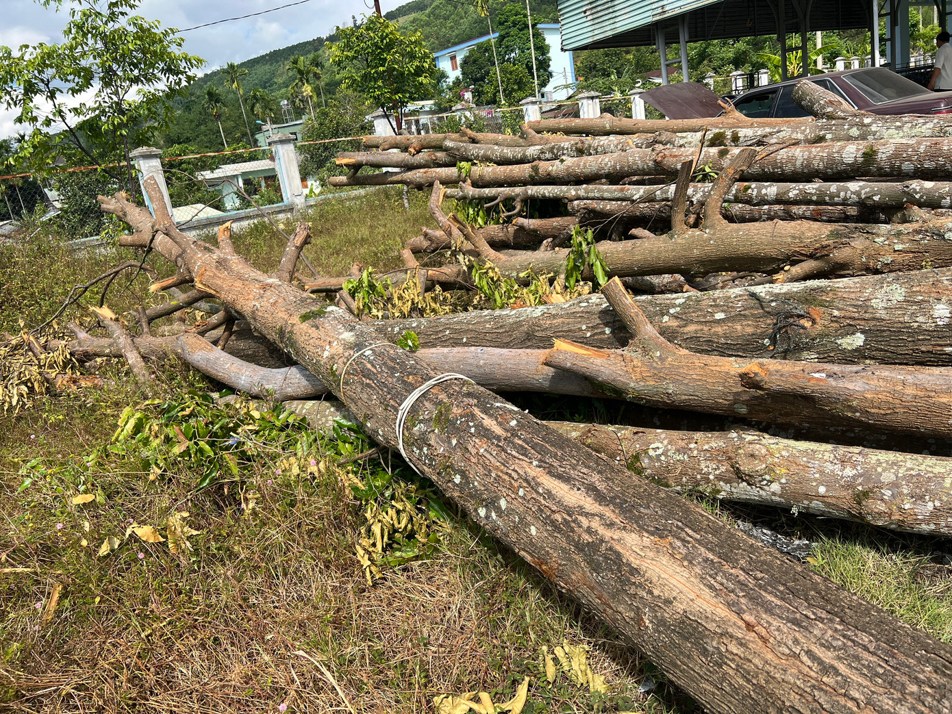 Người dân bức xúc vì huyện cho đốn hạ hàng chục cây xanh giữa mùa nóng ảnh 1 Người dân bức xúc vì huyện cho đốn hạ hàng chục cây xanh giữa mùa nóng ảnh 1
