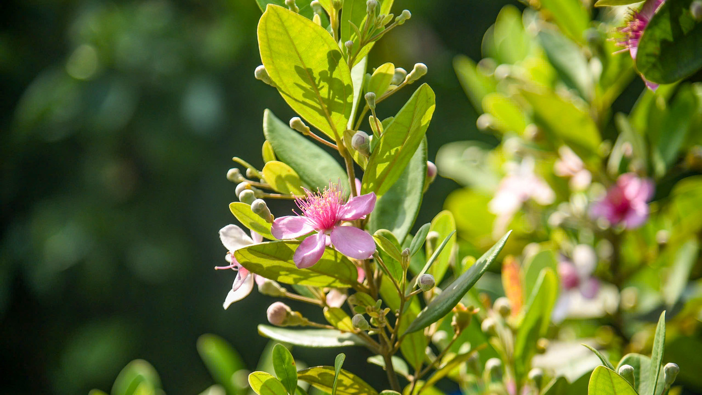 Màu tím hoa sim tạo cảnh sắc rực rỡ dọc tuyến đường, sườn núi ở bán đảo Sơn Trà.