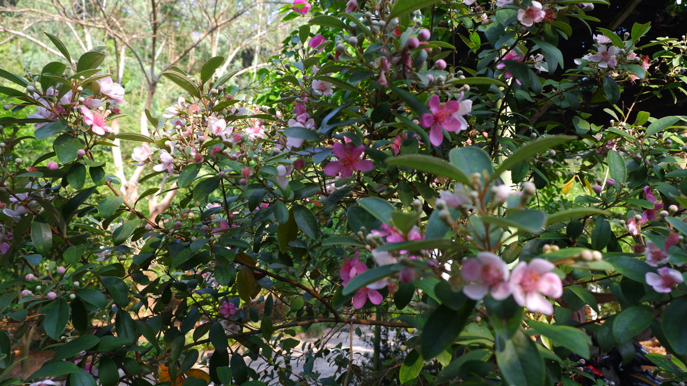 "Một năm trồng, ba năm chăm sóc" đến nay ở núi Sơn Trà nhiều khu vực sim tự nhiên đã dần phục hồi. Sau nhiều năm, nhiều khu vực sim vượt quá đầu người, vươn mình, nở hoa tạo điểm nhấn, điểm check-in thú vị cho người dân lên núi tham quan bán đảo này.