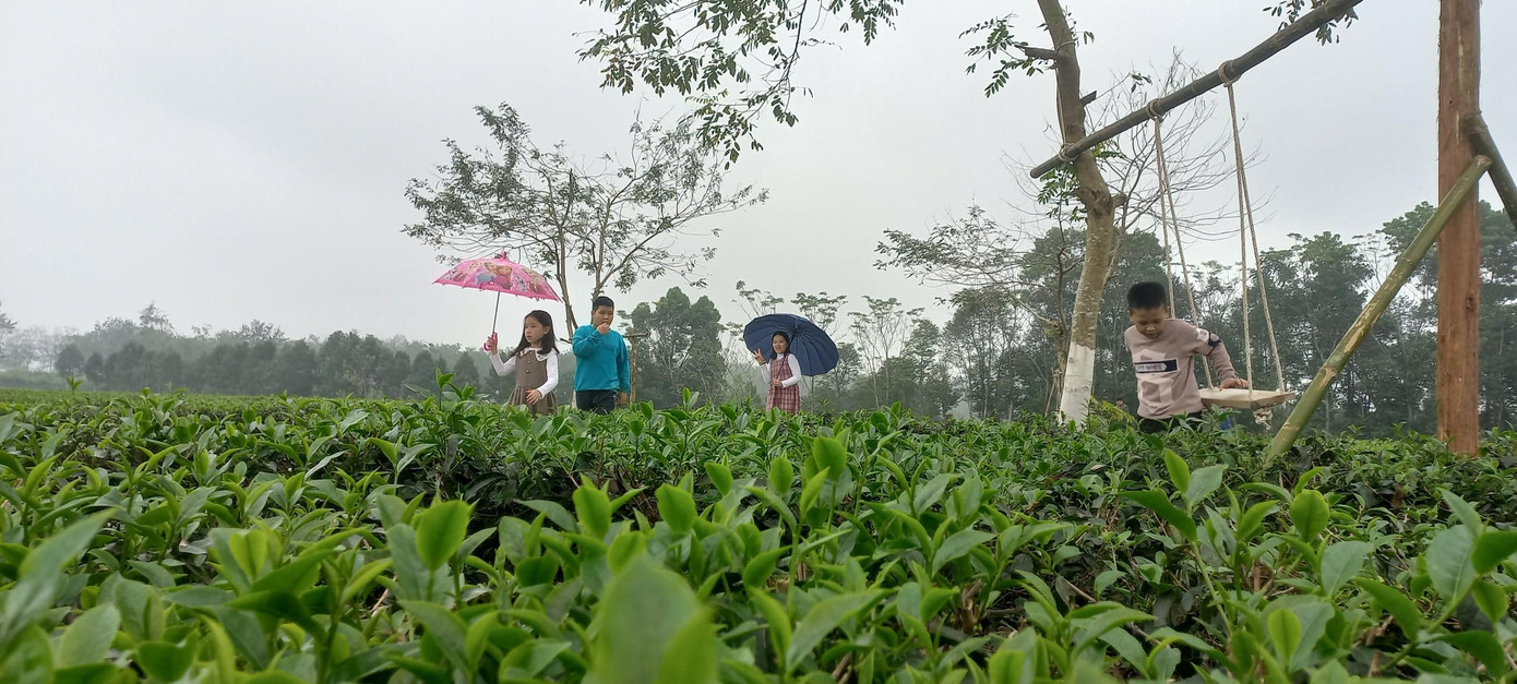Một trải nghiệm thú vị đối với các em nhỏ khi lần đầu tiên được ghé chân thăm những vườn chè.