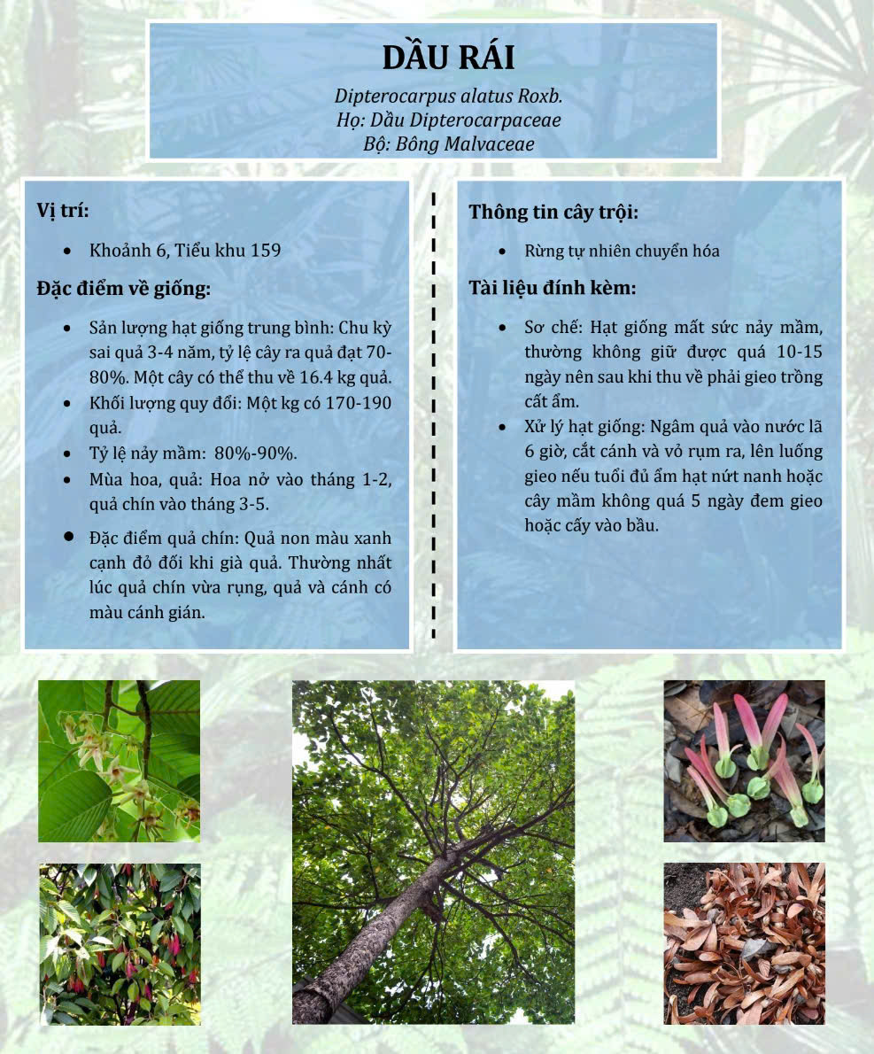 Thông tin từ mã QR cung cấp nội dung về cây rừng giúp người dân hiểu hết giá trị của cây giống cần được bảo vệ. Thông tin từ mã QR cung cấp nội dung về cây rừng giúp người dân hiểu hết giá trị của cây giống cần được bảo vệ.