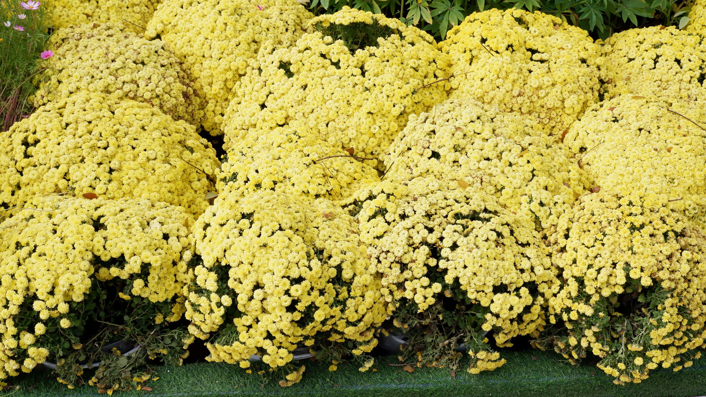 Một số giỏ hoa cúc bó xôi tại tuyến đường hoa bị gãy.