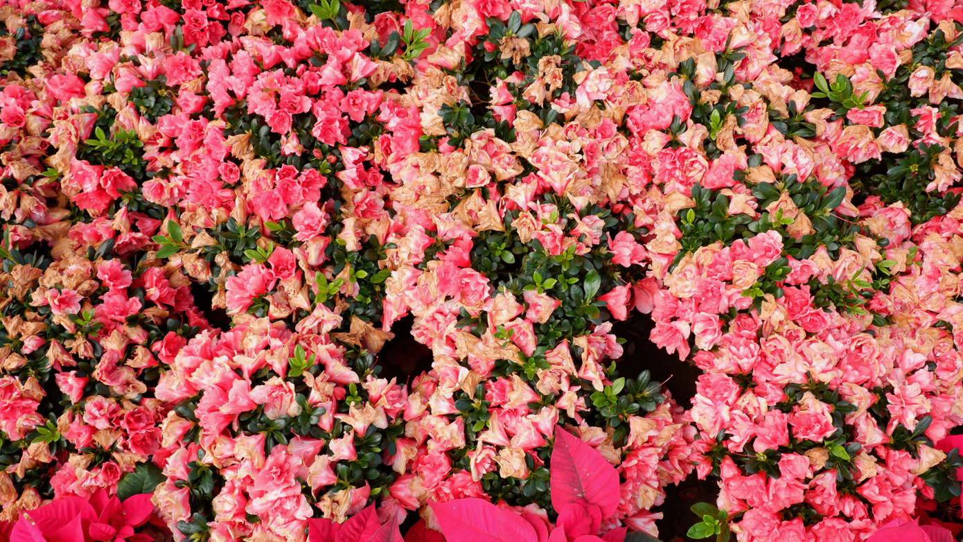 Dù được chăm sóc, nhưng sau 10 ngày, tại khu vực trước chợ Hàn các giỏ hoa đỗ quyên đã bắt đầu tàn úa, cánh hoa rụng, héo rất nhiều.