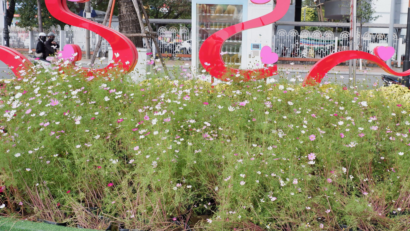 Nhiều giỏ hoa cánh bướm cũng nghiêng ngả, hư hỏng.