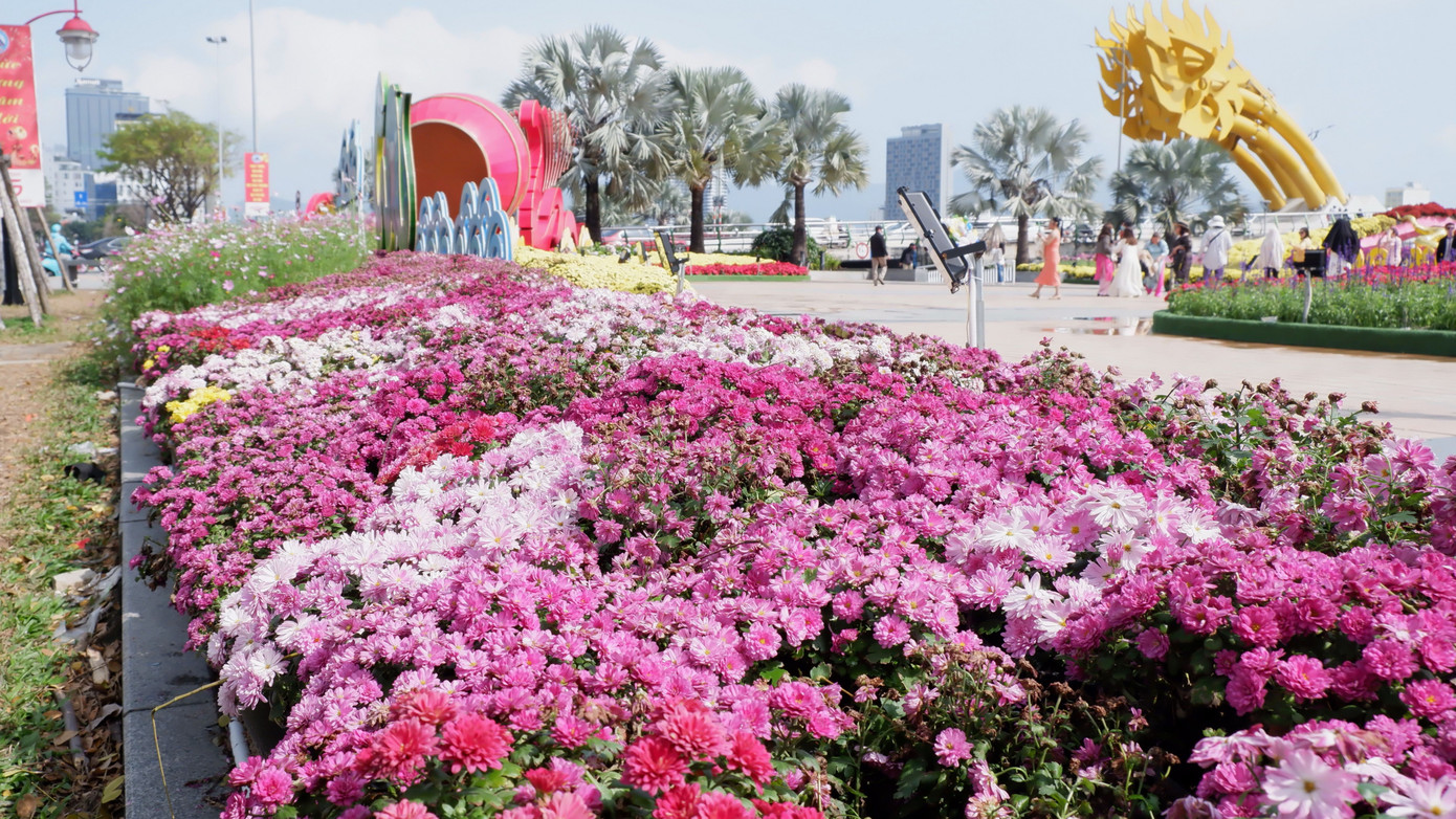 Sau hơn 10 ngày, thời tiết bắt đầu nắng, nên nhiều vị trí hoa trang trí bắt đầu hư hỏng, xuống cấp. Trong ảnh, nhiều giỏ hoa trang trí tại các tiểu cảnh khu vực quảng trường đuôi cầu Rồng bắt đầu tàn cần được thay thế.