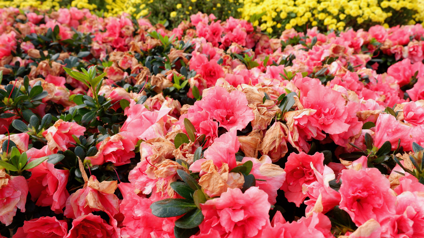 Dù được chăm sóc, nhưng sau 10 ngày, tại khu vực trước chợ Hàn các giỏ hoa đỗ quyên đã bắt đầu tàn úa, cánh hoa rụng, héo rất nhiều.