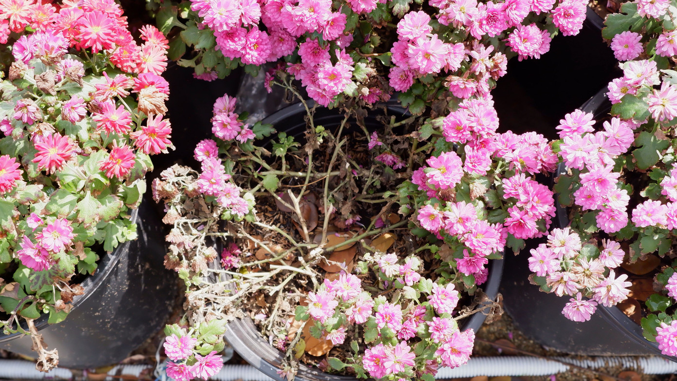 Sau hơn 10 ngày, thời tiết bắt đầu nắng, nên nhiều vị trí hoa trang trí bắt đầu hư hỏng, xuống cấp. Trong ảnh, nhiều giỏ hoa trang trí tại các tiểu cảnh khu vực quảng trường đuôi cầu Rồng bắt đầu tàn cần được thay thế.