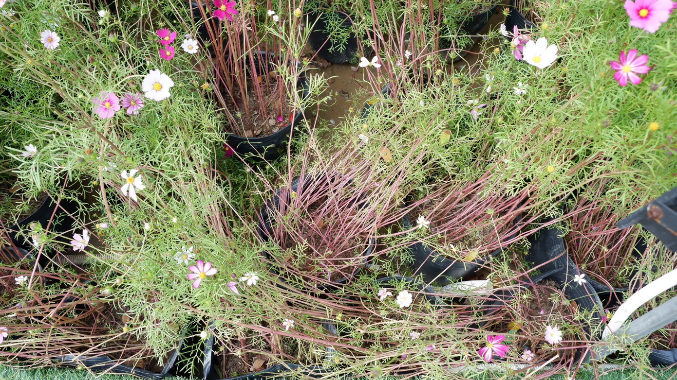 Nhiều giỏ hoa cánh bướm cũng nghiêng ngả, hư hỏng.