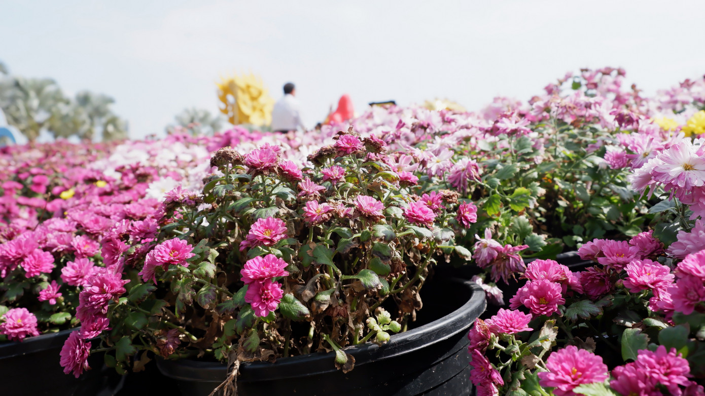 Sau hơn 10 ngày, thời tiết bắt đầu nắng, nên nhiều vị trí hoa trang trí bắt đầu hư hỏng, xuống cấp. Trong ảnh, nhiều giỏ hoa trang trí tại các tiểu cảnh khu vực quảng trường đuôi cầu Rồng bắt đầu tàn cần được thay thế.