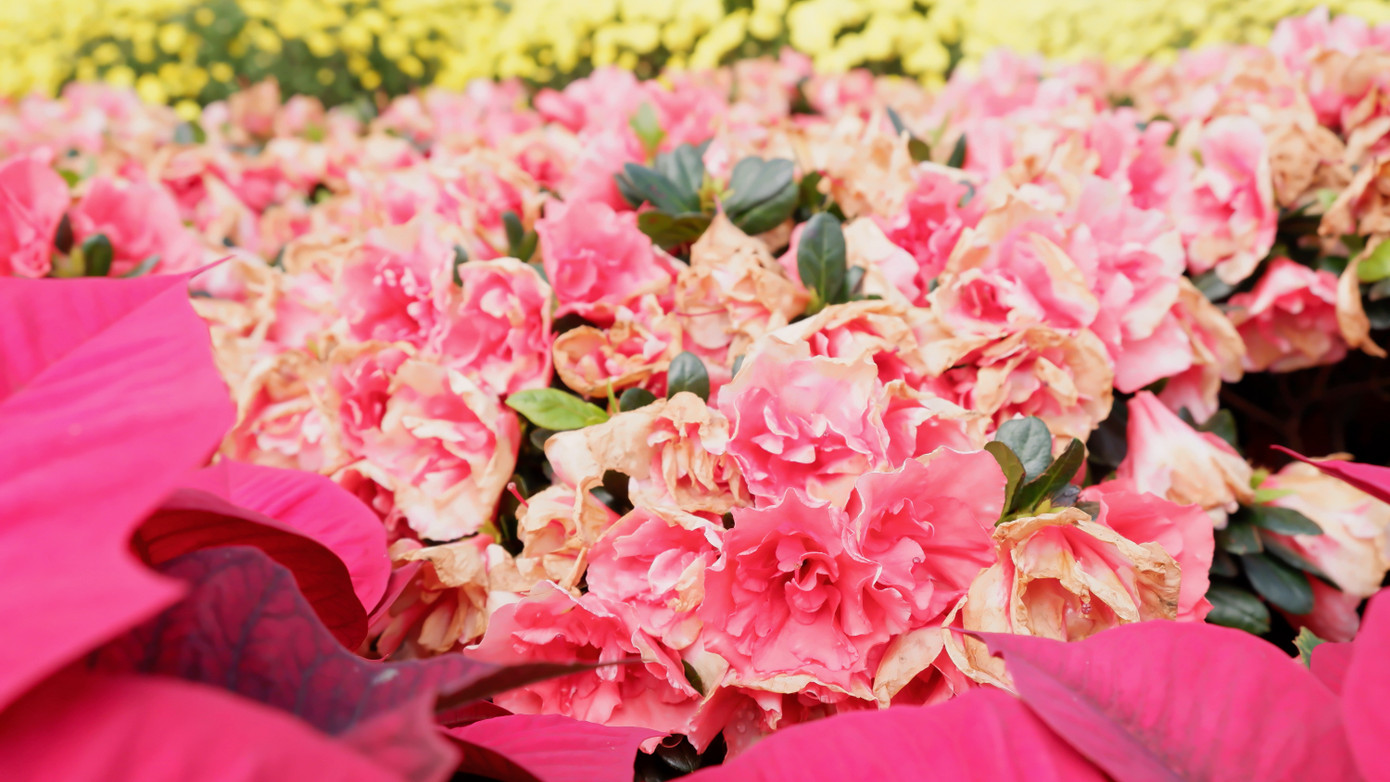 Dù được chăm sóc, nhưng sau 10 ngày, tại khu vực trước chợ Hàn các giỏ hoa đỗ quyên đã bắt đầu tàn úa, cánh hoa rụng, héo rất nhiều.