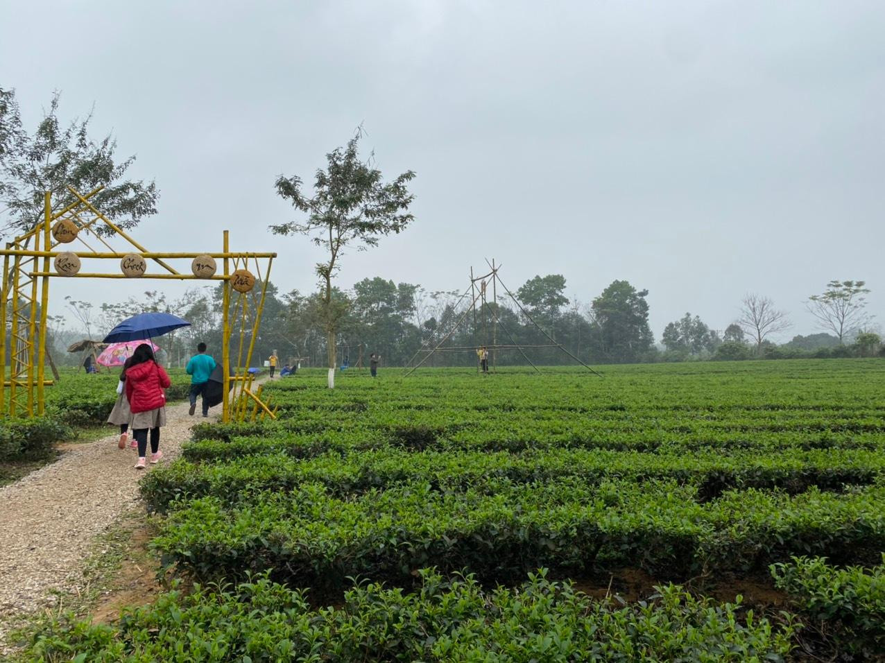 Địa điểm check in "Thiên đường chè Nam Trà" được chính quyền địa phương thiết kế, xây dựng từ trước Tết. Địa điểm check in này nhanh chóng thu hút người dân và du khách gần xa.