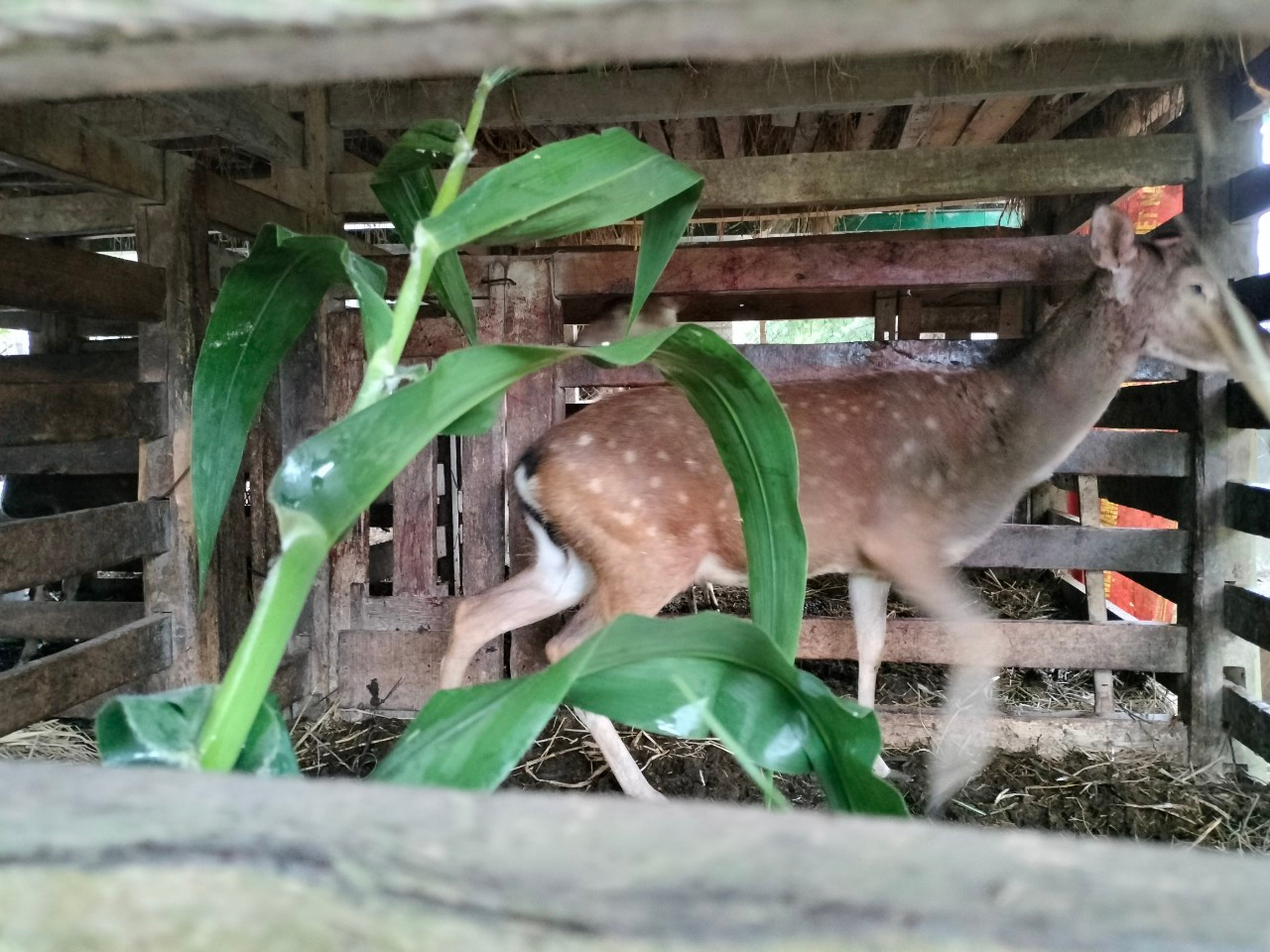 Một chú hươu sau khi được thu hoạch nhung nhanh chóng lành vết cắt. Khoảng 5 tháng sau những con khỏe mạnh sẽ mọc lại sừng và cho nông dân thêm vụ thu hoạch nhung trái mùa.