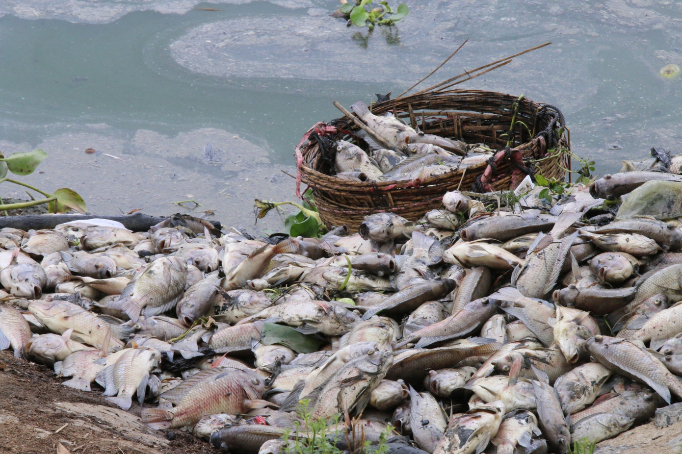 Cá chết trăng kênh Đa Cô, bốc mùi hôi nồng nặc.