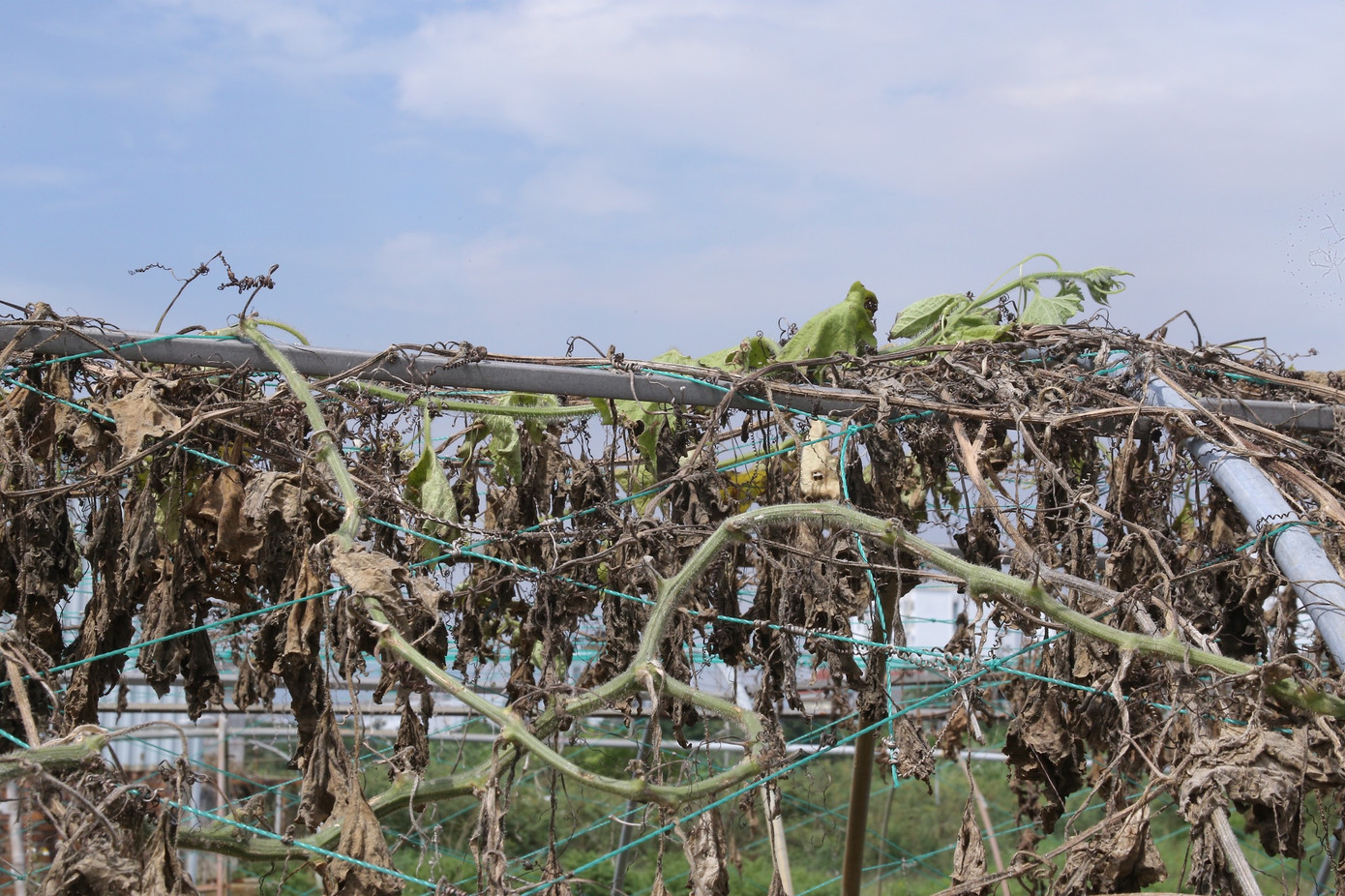 Những giàn mướp bị hư hại hoàn toàn do thiếu nước tưới cả mấy tháng nay. Những giàn mướp bị hư hại hoàn toàn do thiếu nước tưới cả mấy tháng nay.