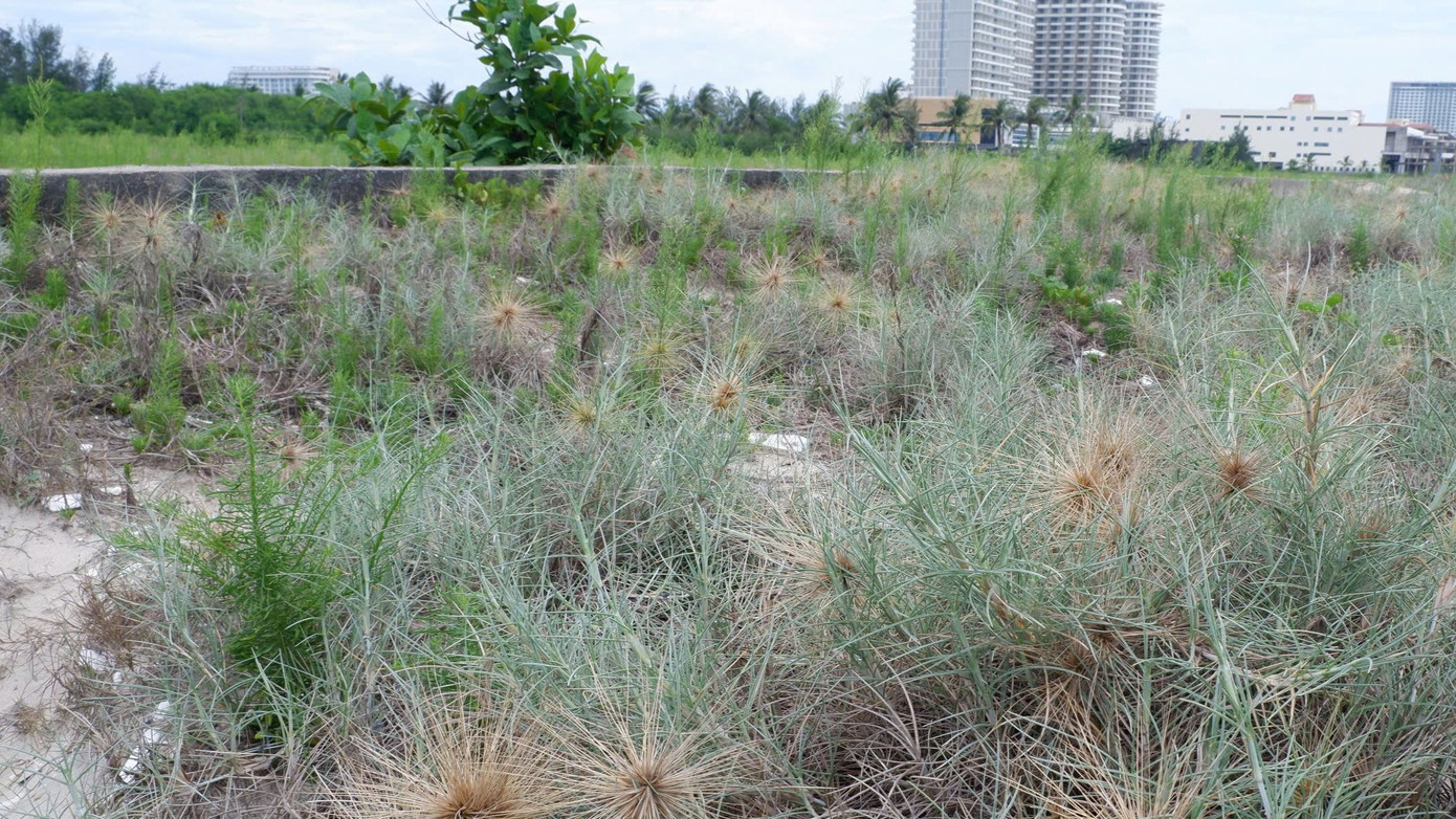 Trải qua nhiều lần làm việc, chính quyền Đà Nẵng đã thống nhất với chủ đầu tư thu hồi khoảng 2,45ha ở phía nam dự án để làm công viên.